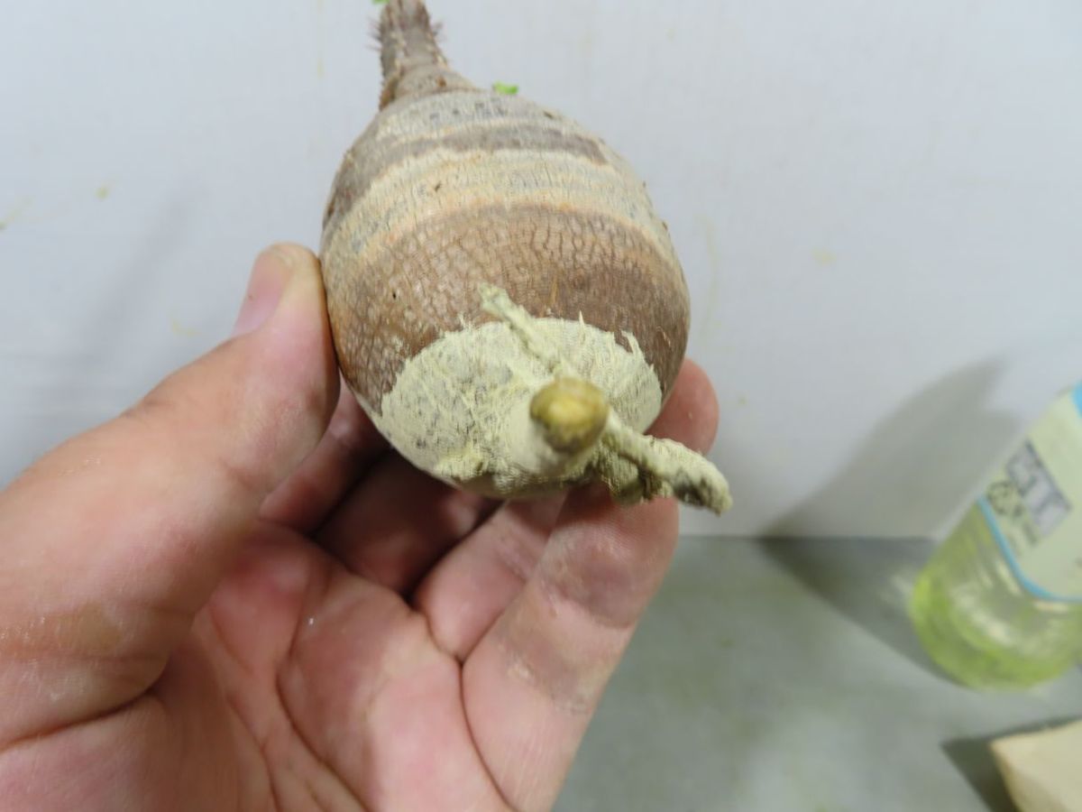 ト7114 「現地株」パキポディウム グラキリス S 抜き苗⁄最新