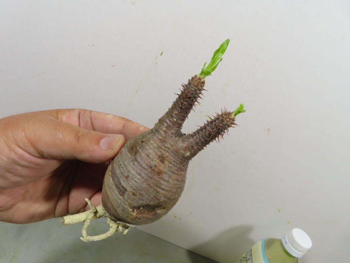 ト7114 「現地株」パキポディウム グラキリス S 抜き苗⁄最新
