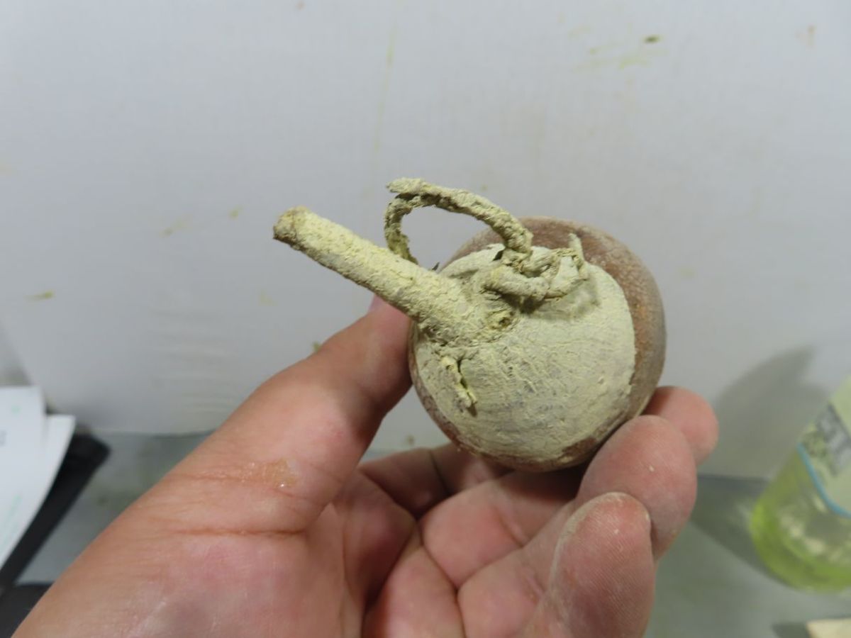ト7114 「現地株」パキポディウム グラキリス S 抜き苗【/最新到着
