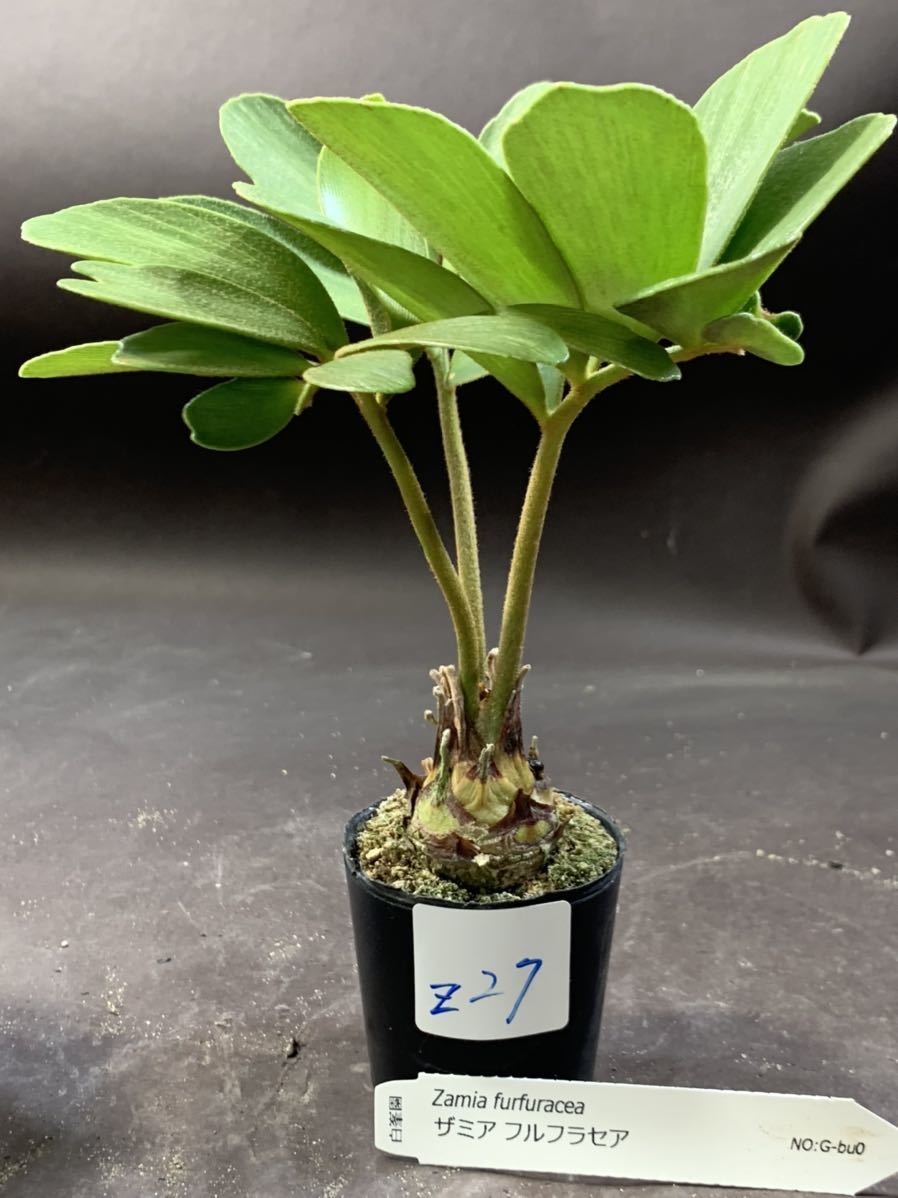 白峯園 z27 ザミア フルフラセア メキシコソテツ塊根植物 コーデックス