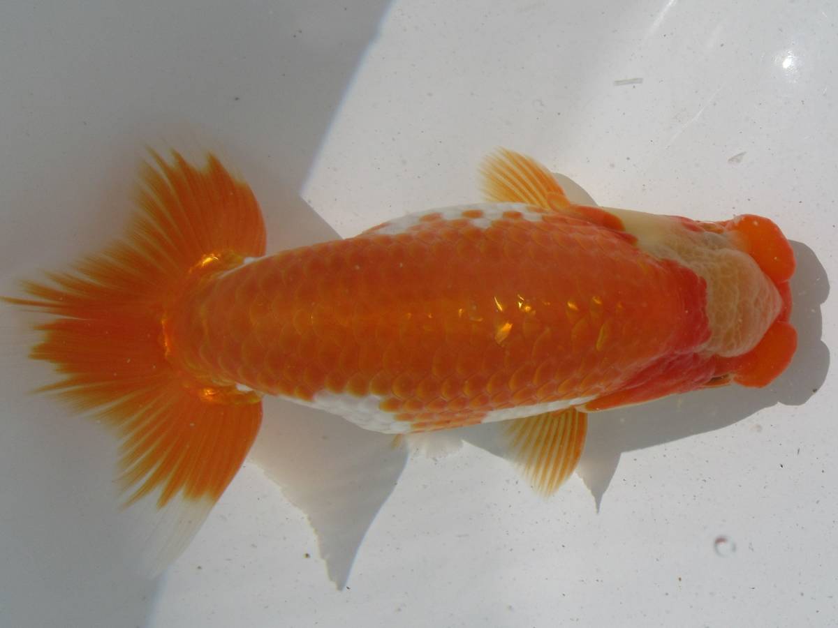 品質保証 天明らんちゅう 厳選本命魚 特選魚 止めの綺麗なシリーズ 当歳 特上品 ま23(らんちゅう)｜売買されたオークション情報、yahooの商品情報をアーカイブ公開 - オークファン らんちゅう