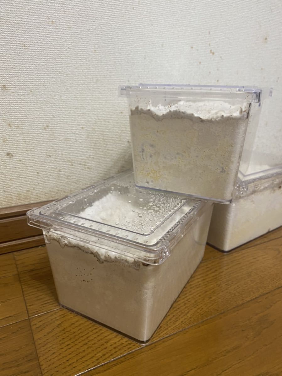 カワラ菌糸産卵ケース　3個　クリアスライダー新品、セパレーター付属　追加可能です。