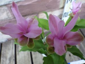 クルクマの値段と価格推移は 10件の売買情報を集計したクルクマの価格や価値の推移データを公開