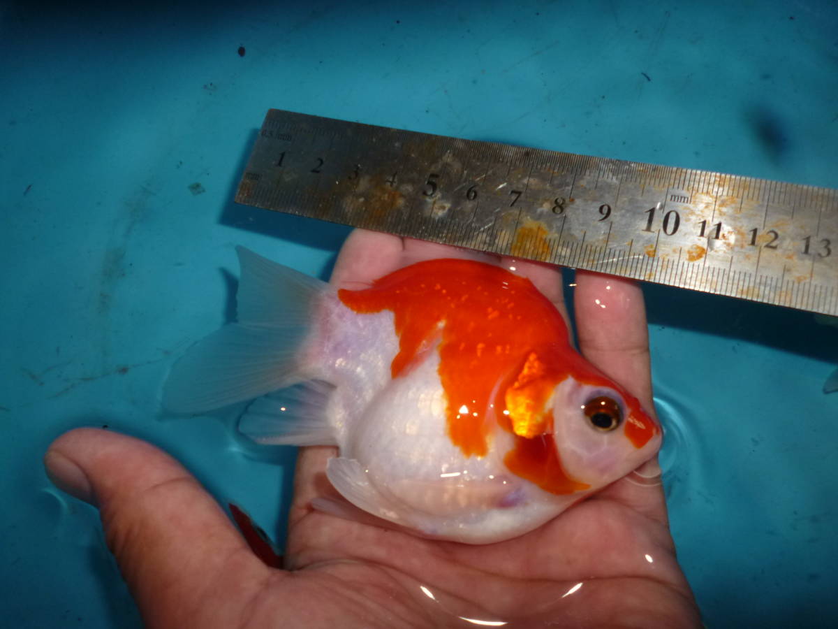 山古志が発祥の高級金魚「玉さば」｜新潟県・山古志のまちフォト 優蘭 
