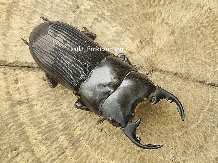 大型血統 新成虫 タランドゥス タランドゥスオオツヤクワガタ メス