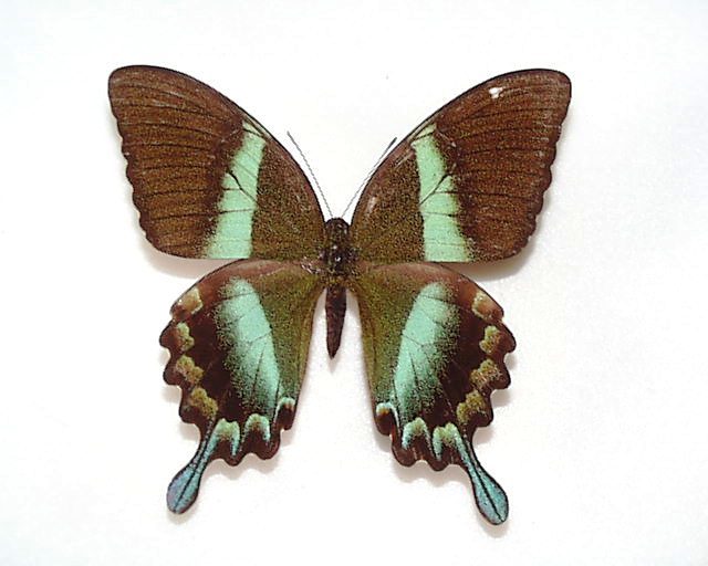 オオルリアゲハ標本 外国産蝶標本 オオルリアゲハ A-♀ ブル島 産
