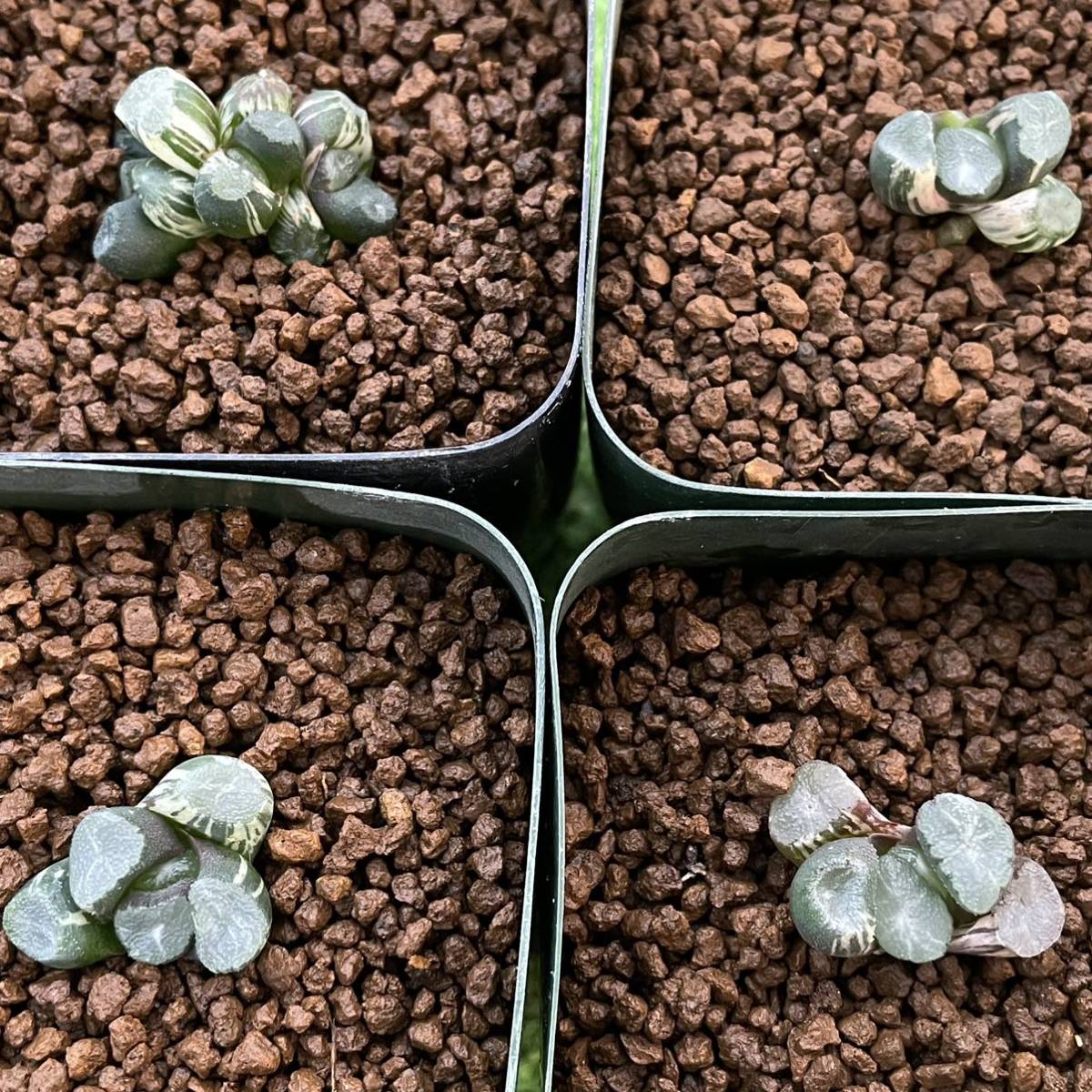 ハオルチア 多肉植物 万象錦 ≧∇≦）多肉植物 4鉢セット 0 公式通販