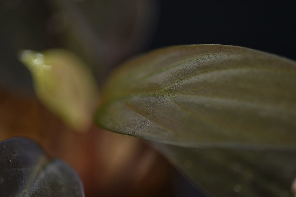 6. Homalomena sp. kabpaten landak Kalimantan Barat T-3810-2 