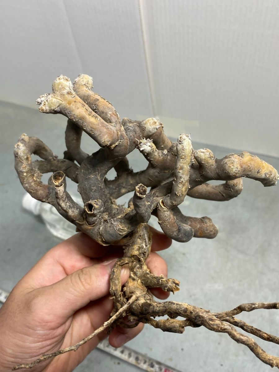 ヌ2437 「現地」モンソニア ムルチフィダ 抜き苗【9/22最新到着・Monsonia multifida・サルコカウロン ムルチフィズム・Sarcocaulon】