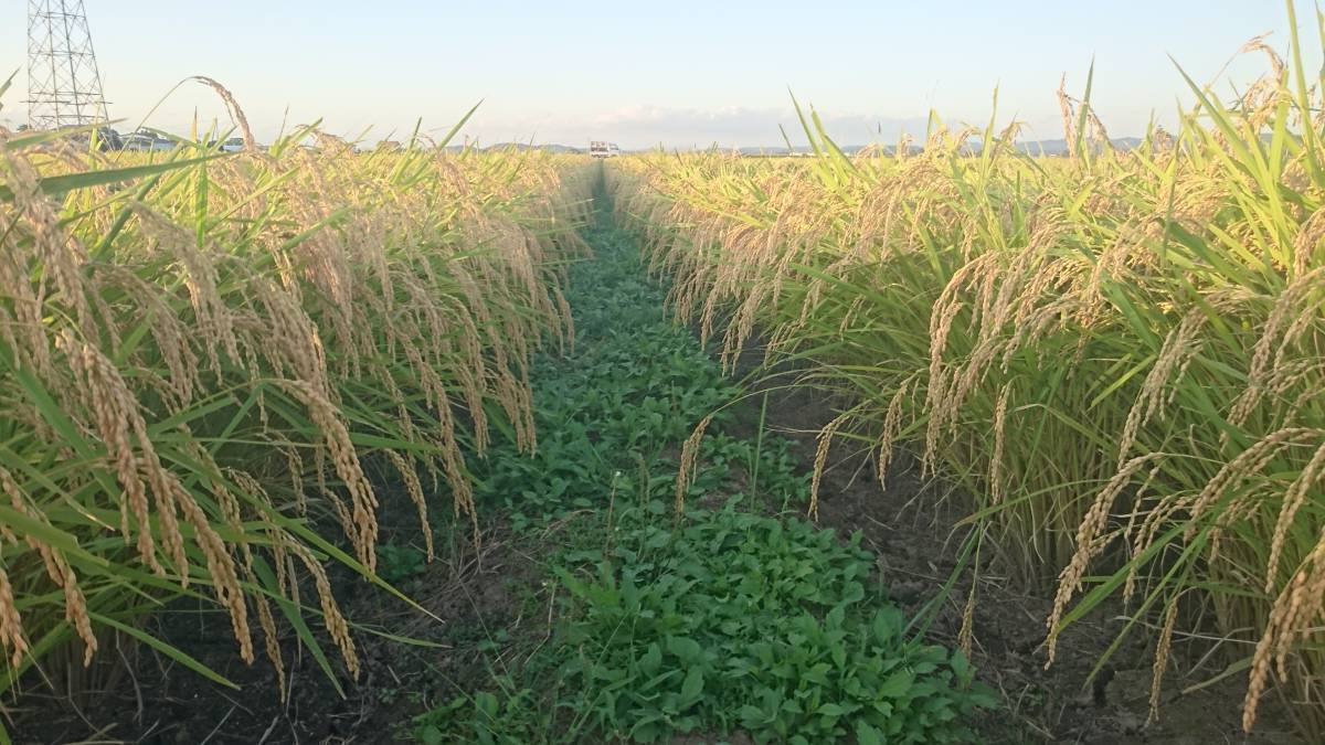 ★白米 令和3年 宮城 ひとめぼれ 出品NO.G-10 ◎特価　特別栽培米（減農薬）白米２7ｋｇ ◆農家産地直送　１円スタート