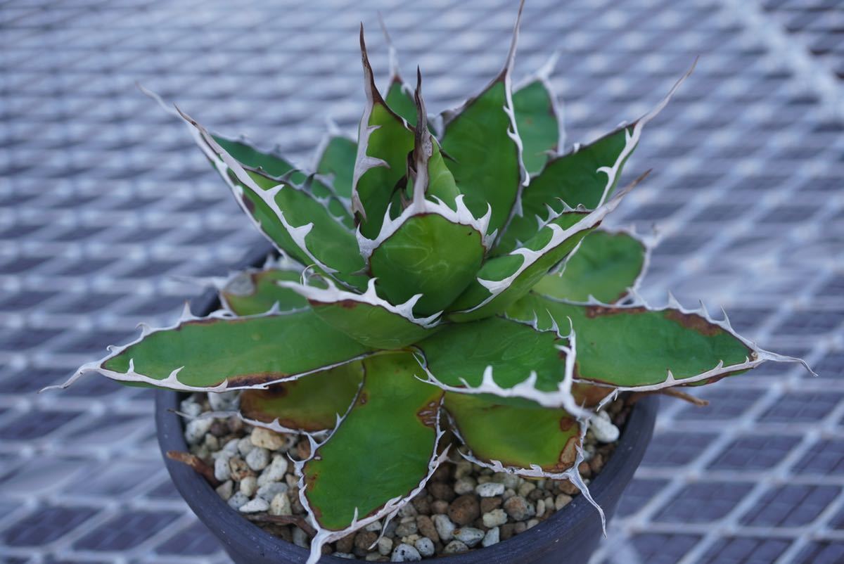 1 厳選コレクション株 強棘 アガベ ホリダ Agave horrida(アガベ 