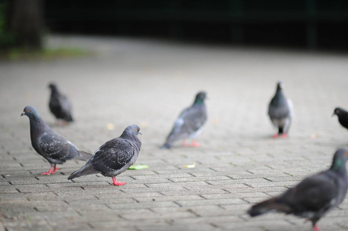 Nikon ニコン DC AF Nikkor 135mm F2 中望遠 AFレンズ 中古 実用品 【 オールド レンズ ボケ ふんわり フィルム カメラ_6