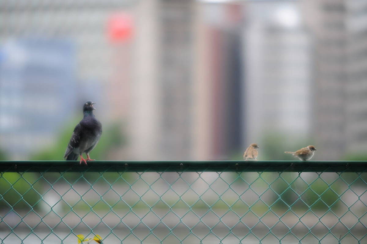 Nikon ニコン DC AF Nikkor 135mm F2 中望遠 AFレンズ 中古 実用品 【 オールド レンズ ボケ ふんわり フィルム カメラ_7