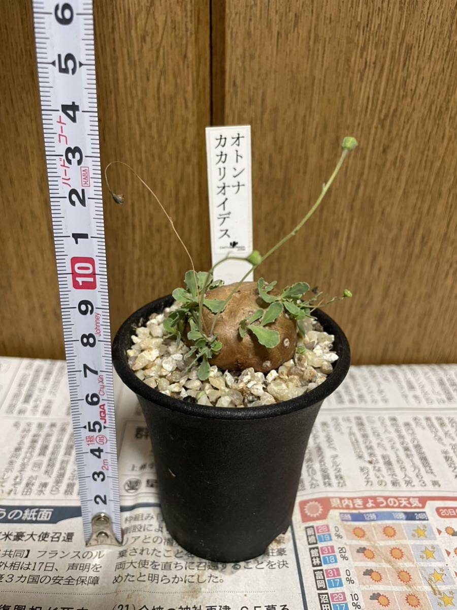 美形　特大　選抜　サルコカウロン　クラシカウレ　塊根　コーデックス 美形 特大 選抜 サルコカウロン クラシカウレ 塊根 コーデックス