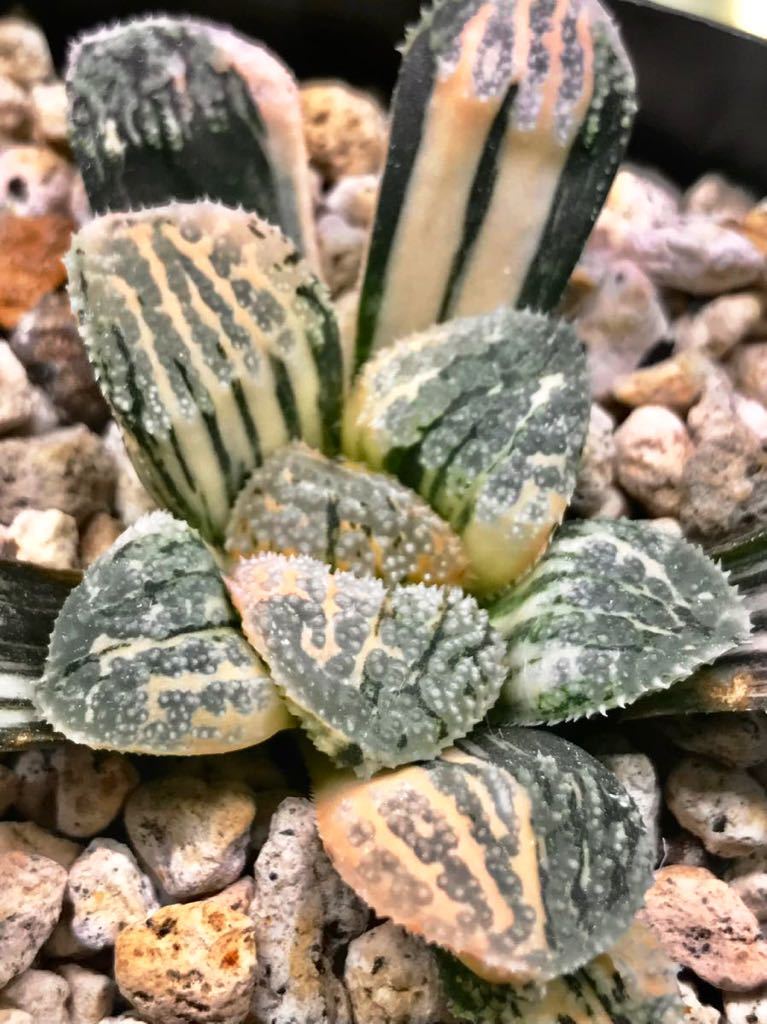 66d 多肉植物 ハオルチア 指輪物語錦 自家繁殖 鉢植え発送 多肉植物 ni