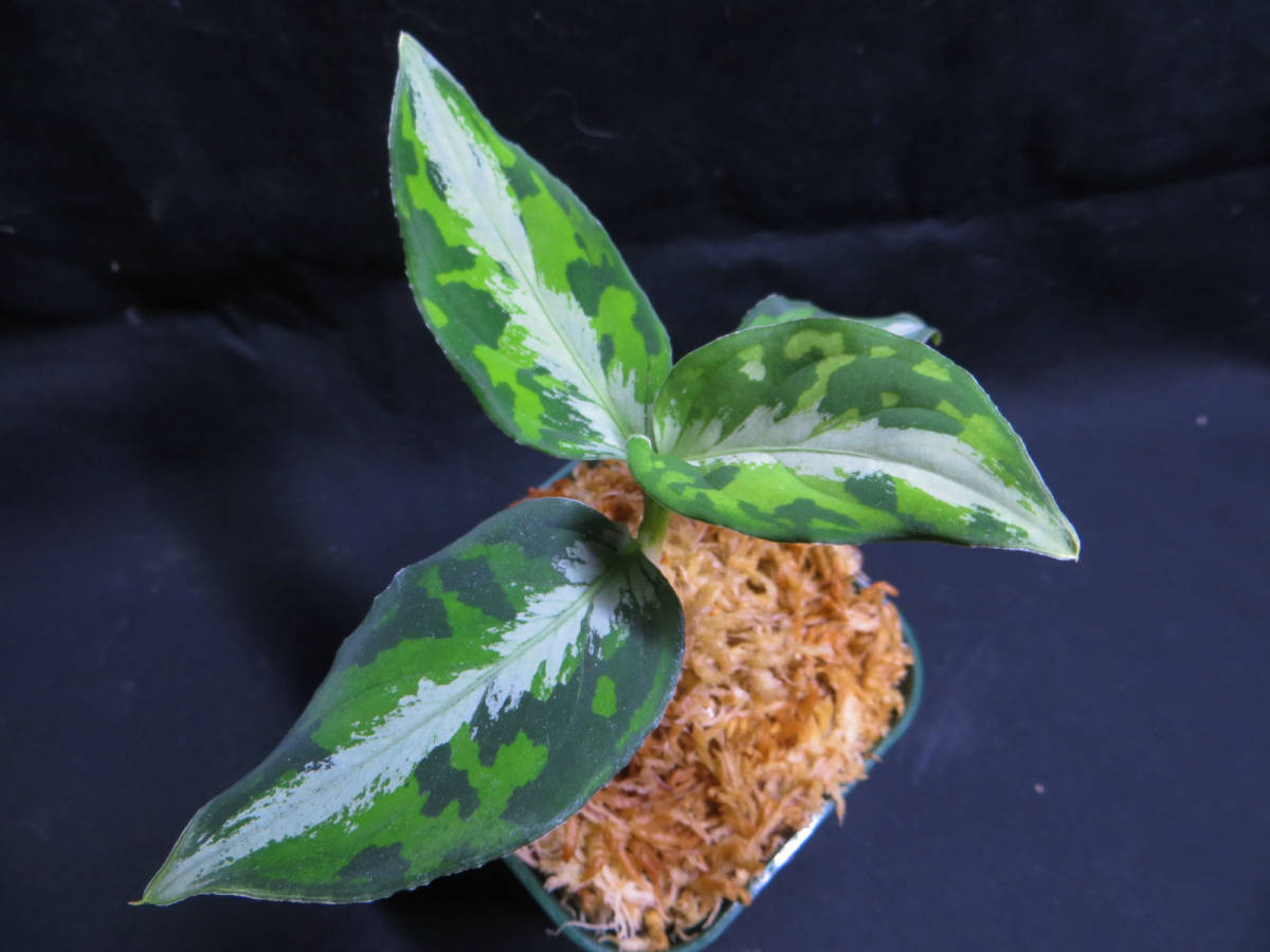Aglaonema pictum白玉親株（アグラオネマ白玉） 【公式通販】