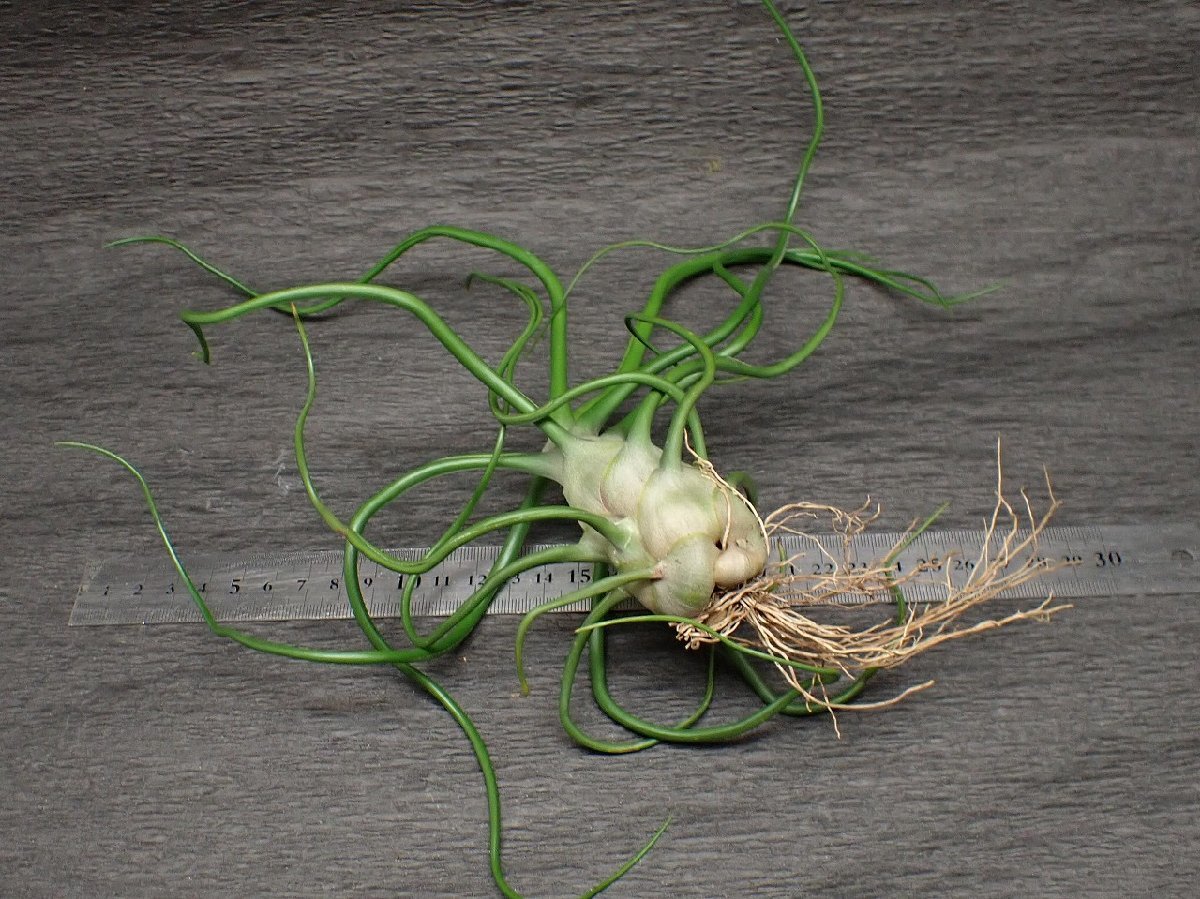 Tillandsia Bulbosa Witty 速達発送 Tillandsia Bulbosa Witty 速達発送 Tillandsia bulbosa 'Witty