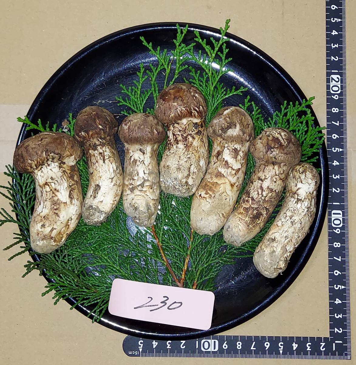 南信州産 天然松茸206g 南信州産 天然松茸206g | ヤマダウェブコム