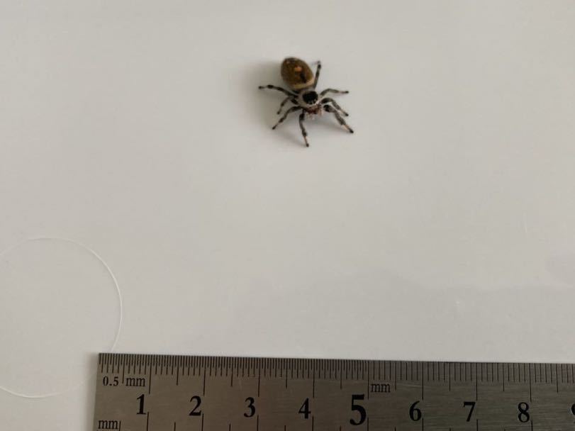 金曜ロードショー ジャンピングスパイダー 蜘蛛 ハロウィンデコレーション サウンド ライト コスプレ パーティグッズ Www Camarapinheiral Rj Gov Br