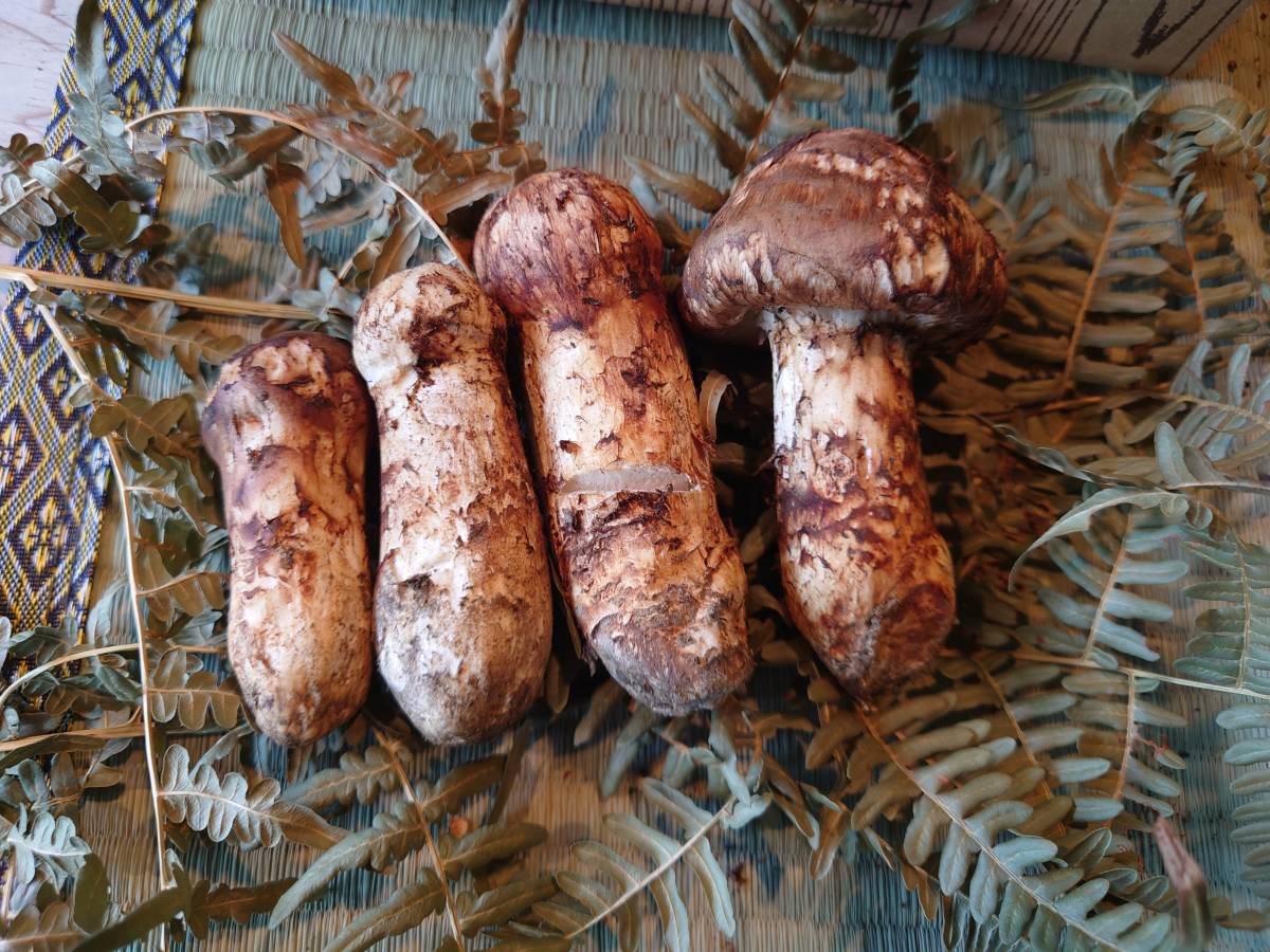 信州産　天然松茸　訳あり