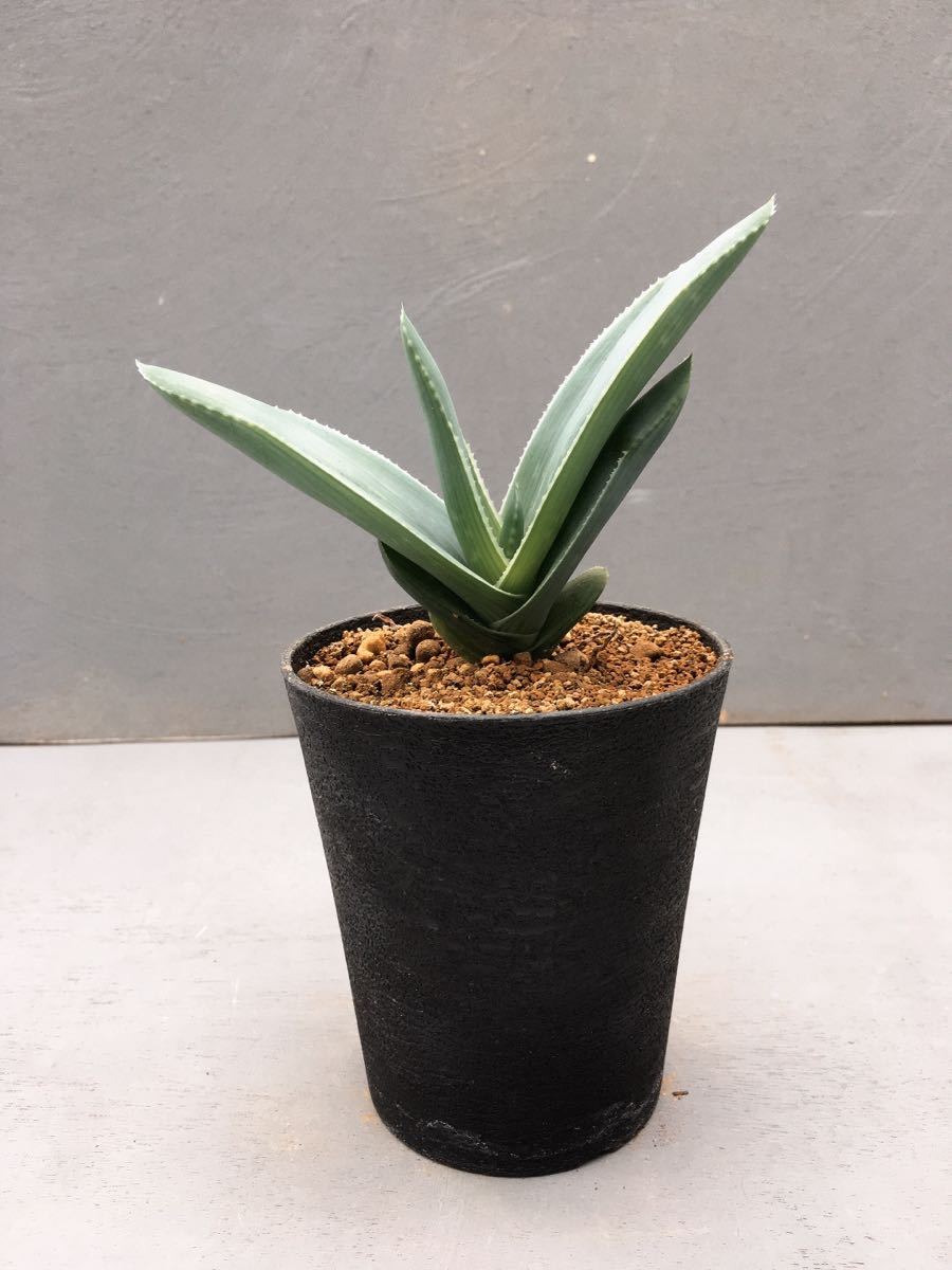アロエ カラスベルゲンシス 烏山錦 Aloe karasbergensis ナミビア原産 