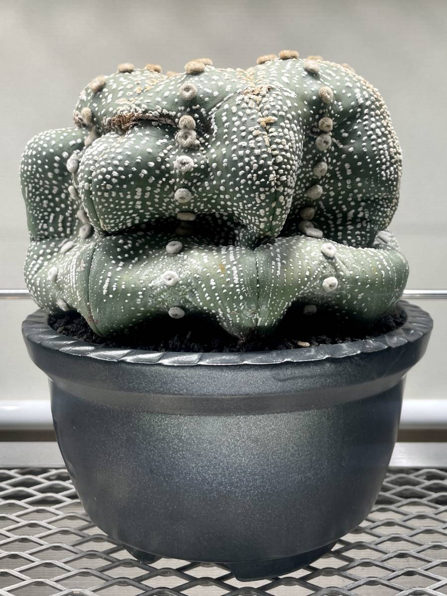 17・スーパー兜 実生2本セット・サボテン 多肉植物 アストロフィツム