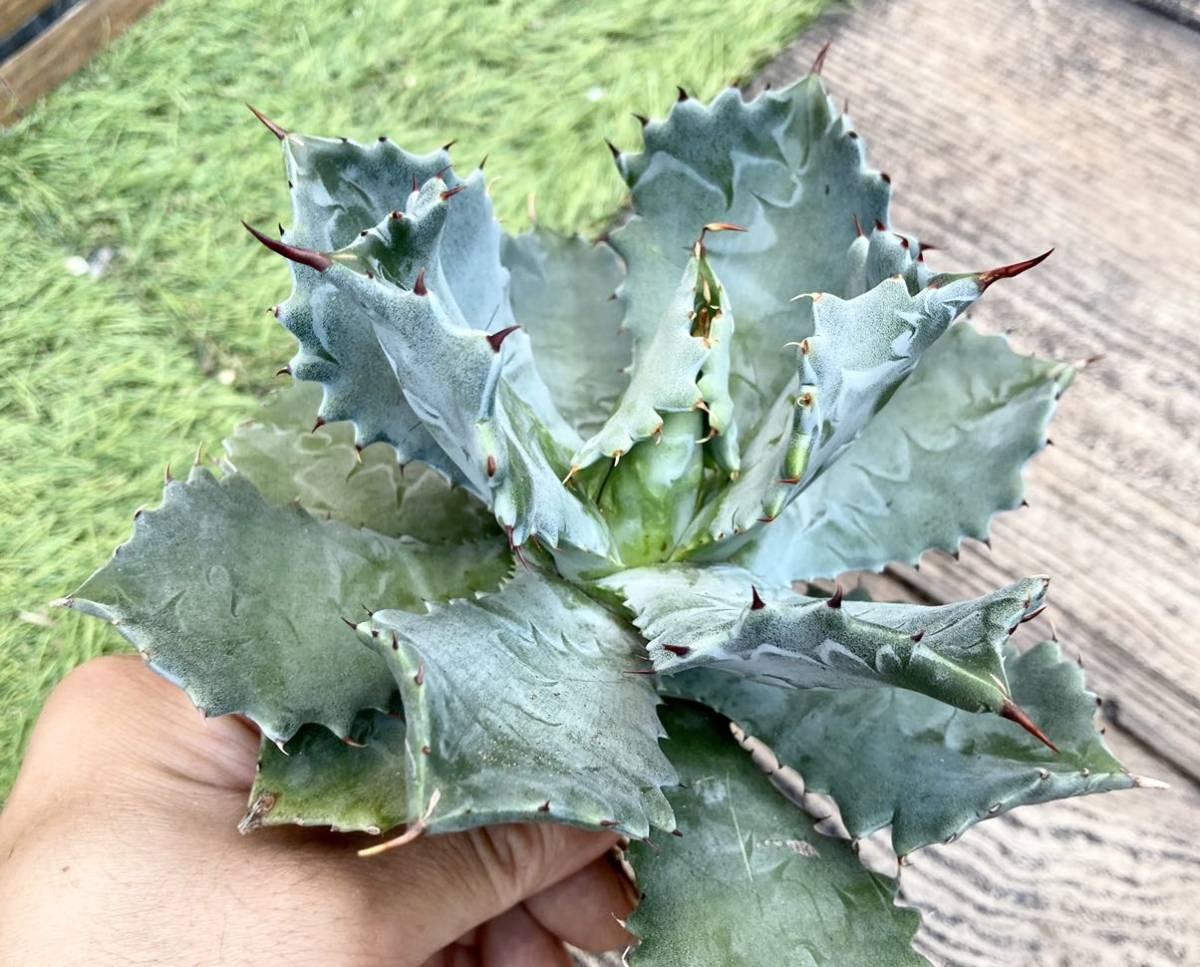 アガベ 多肉植物アガベ 雷帝甲蟹錦 怪獣株 黄覆輪斑 Lj_plantsZ494 綺麗