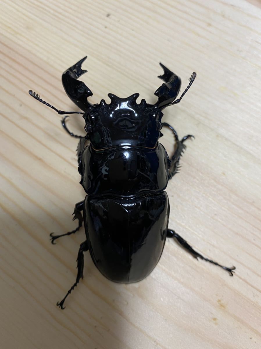 100%新品，格安 大型血統 タランドゥスオオツヤクワガタ 新成虫ペア(外国産)｜売買されたオークション情報、yahooの商品情報をアーカイブ公開 - オークファン 外国産