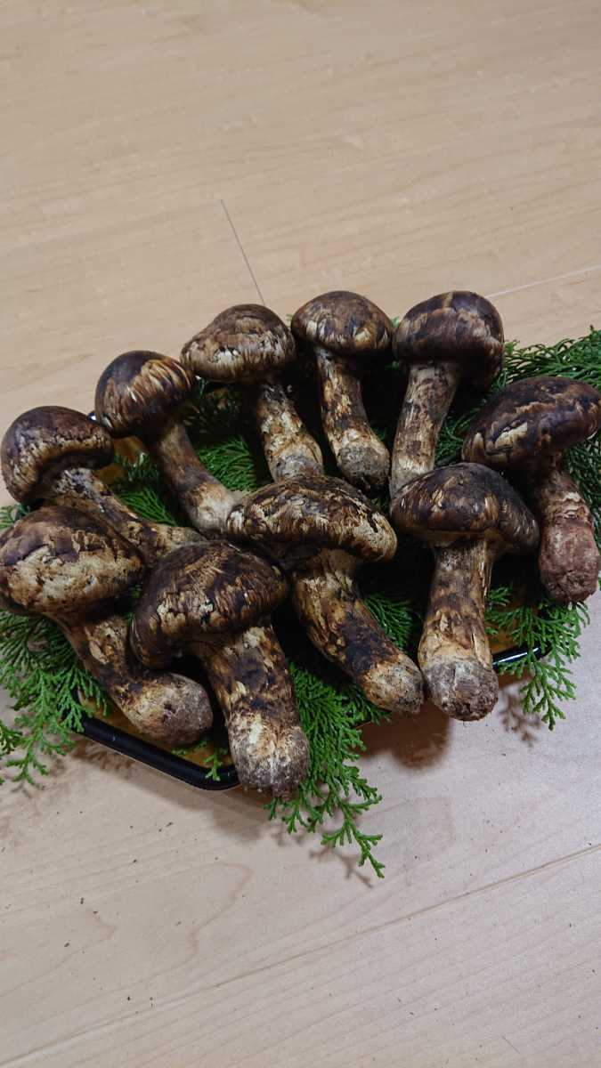 岡山県産 蕾天然松茸 10本 642g 10/13採取