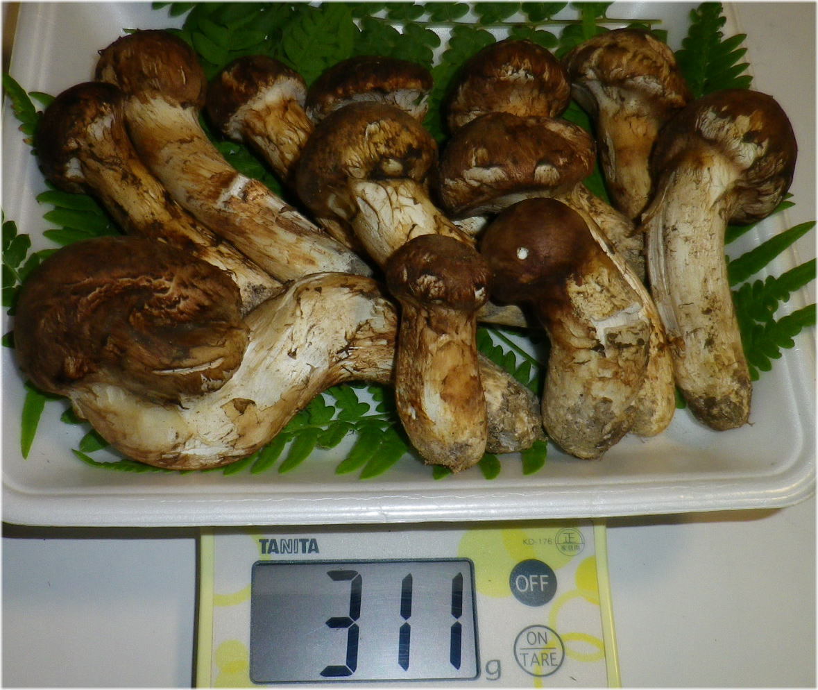 松茸特産地　南信州産　まつたけ　訳あり　12本　約310ｇ　10/21日収穫③　国産・長野_1