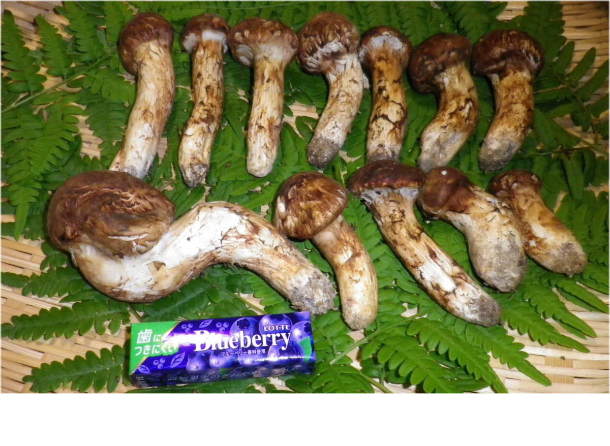 松茸特産地　南信州産　まつたけ　訳あり　12本　約310ｇ　10/21日収穫③　国産・長野_2