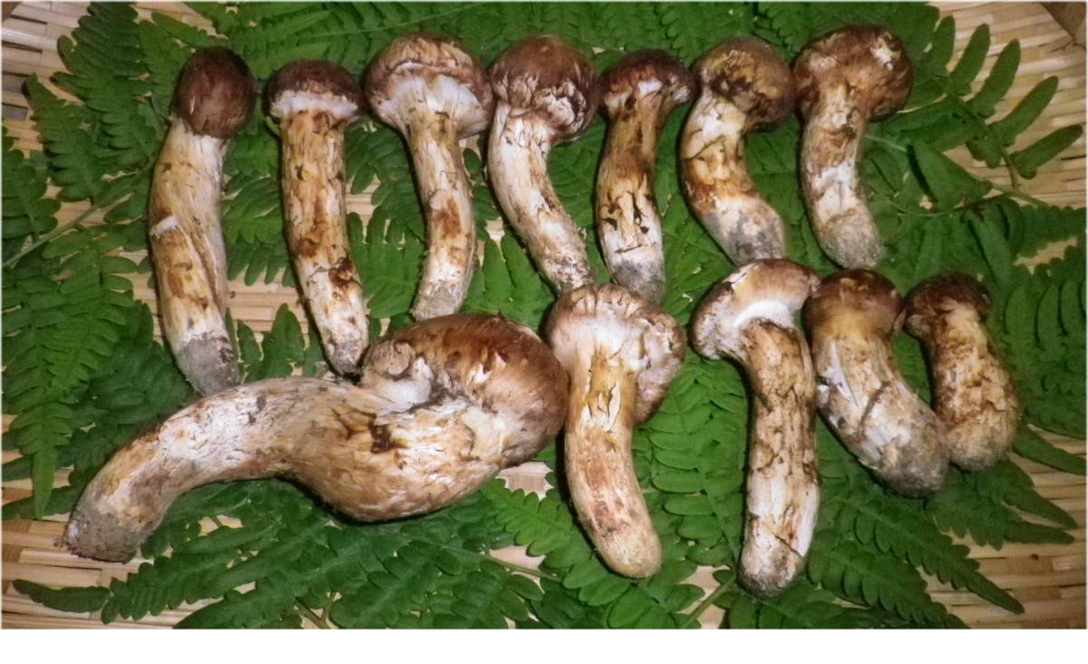 松茸特産地　南信州産　まつたけ　訳あり　12本　約310ｇ　10/21日収穫③　国産・長野_4