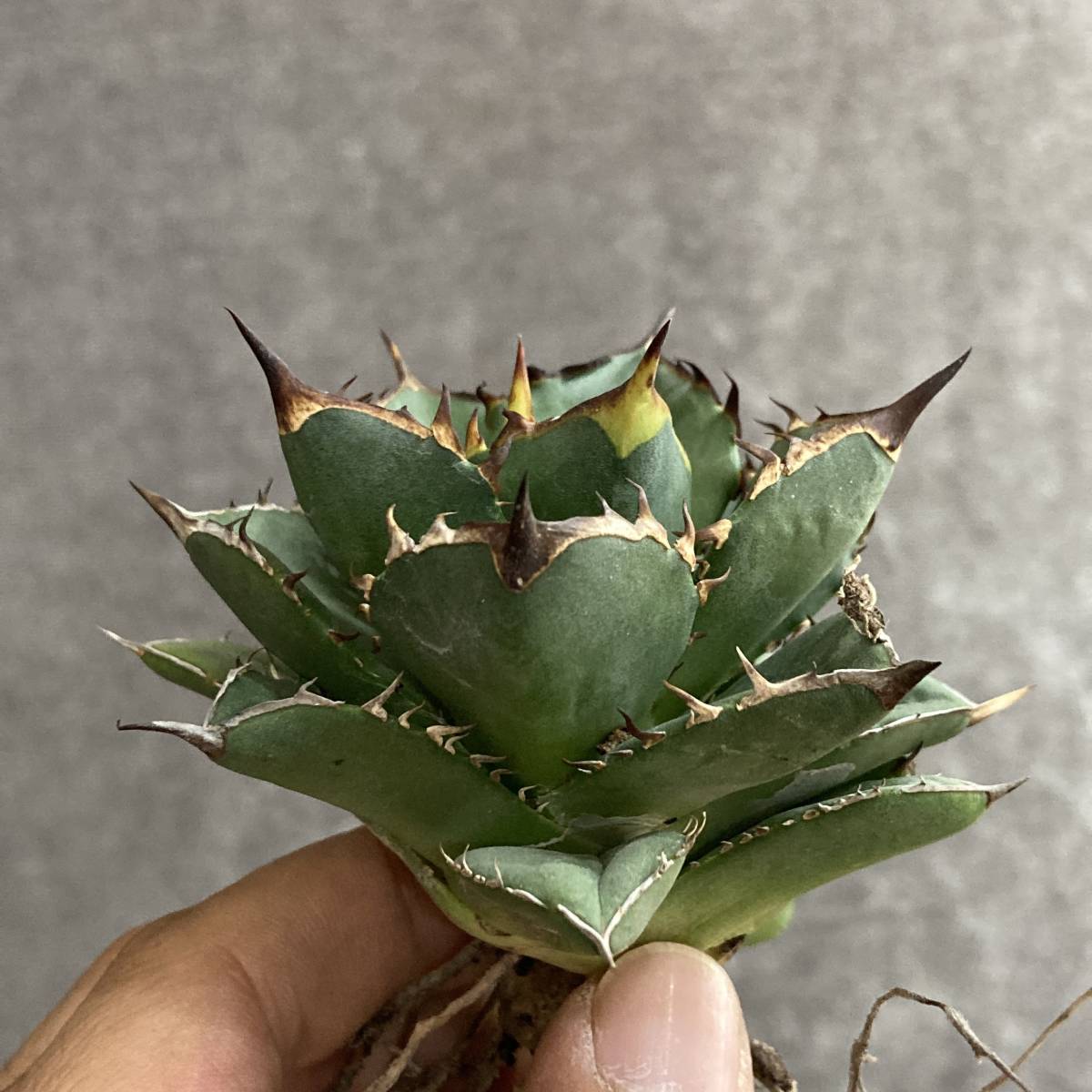 アガベ アトロビレンス シグマトフィラ - Agave atrovirens 大株 公式