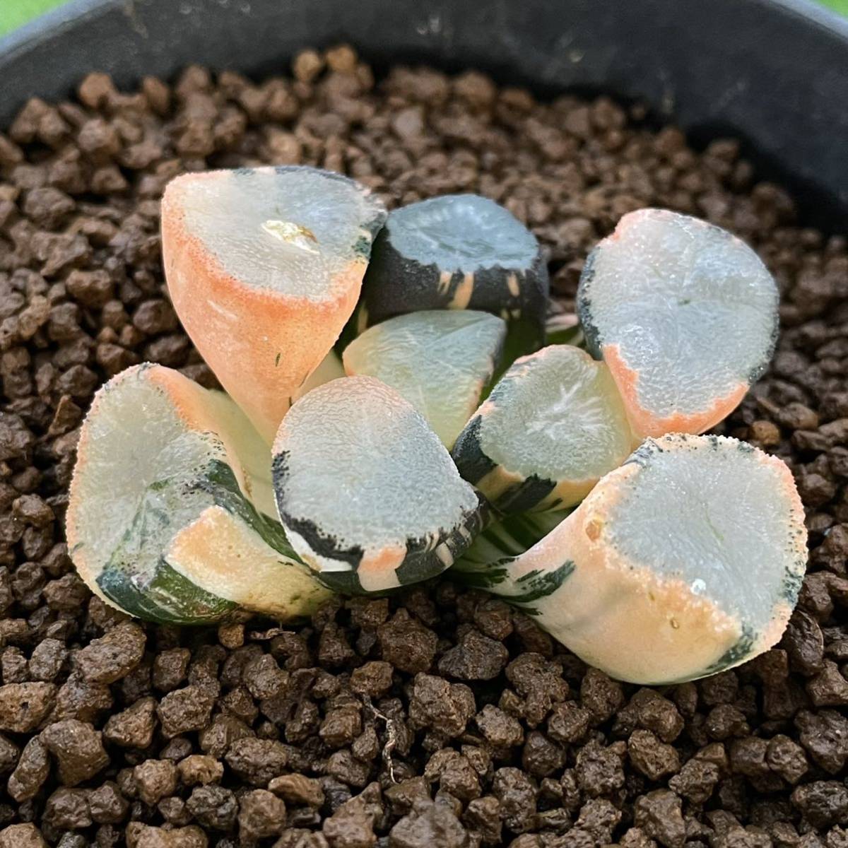 ≧∇≦）多肉植物 ハオルチア 万象錦