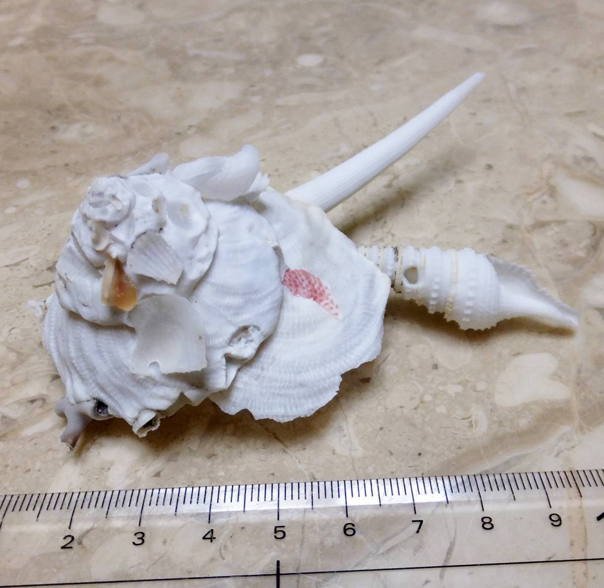 貝殻 クマサカガイ 11.5cm 貝 標本 ツノガイ付着 アンティーク (科学
