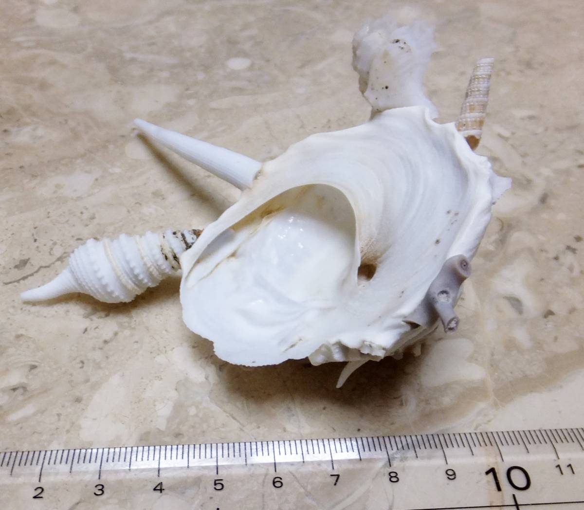 貝殻 クマサカガイ 11.5cm 貝 標本 ツノガイ付着 アンティーク (科学