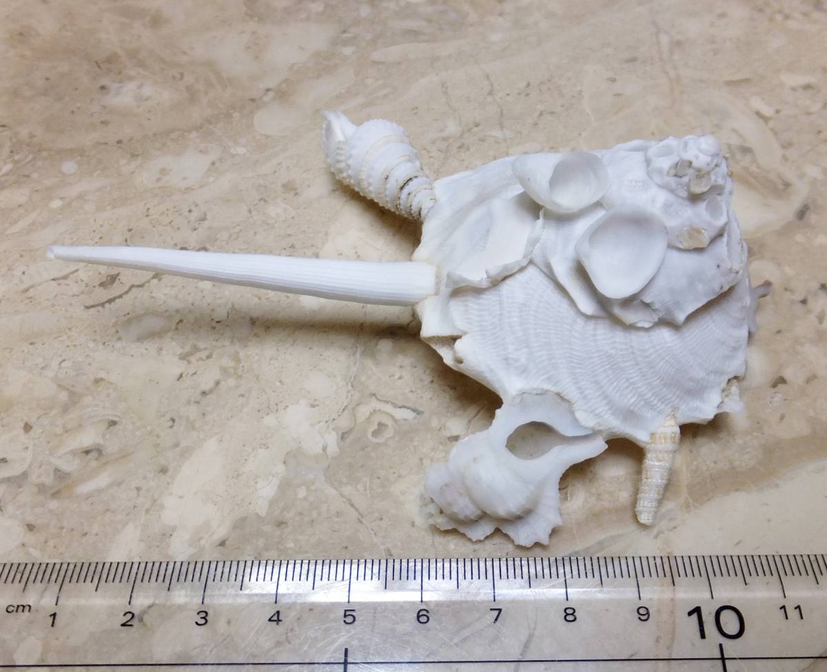 貝殻 クマサカガイ 11.5cm 貝 標本 ツノガイ付着 アンティーク (科学