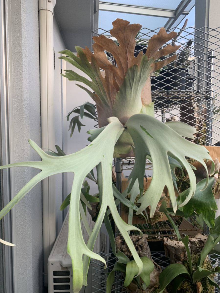 ビカクシダ willinckii×wallichii OC Y'sPlants】斑入り？ P