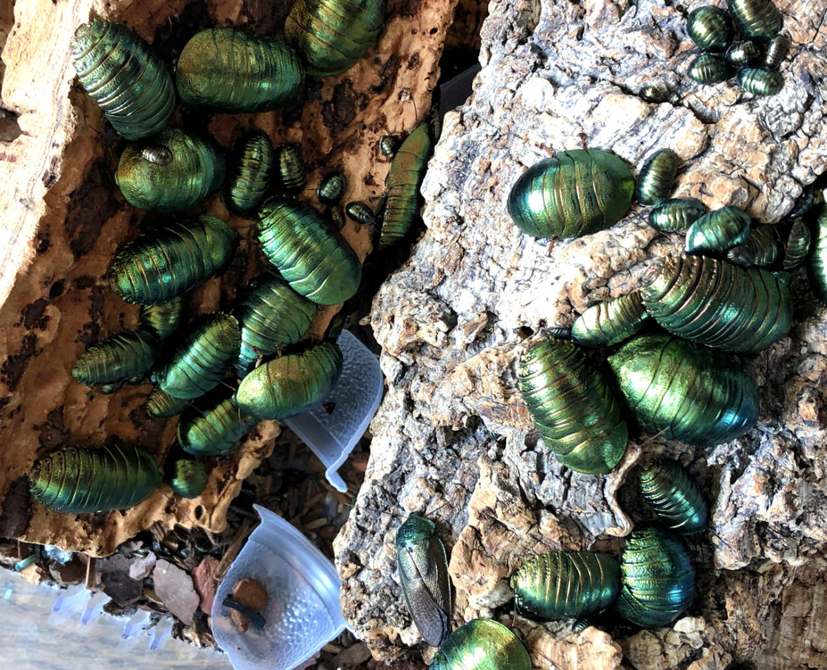 フマキラー クロゴキブリ チャバネゴキブリ 駆除 誘引毒餌剤 ゴキファイタープロ 12個 ベイト剤 防除用医薬部外品 巣ごと退治 北海道 沖縄 離島配送不可 快適クラブ 1 10 Pcsパックグリーンリーフパウダーゴキブリキラーベイトリペラーキリングトラップ害虫駆除