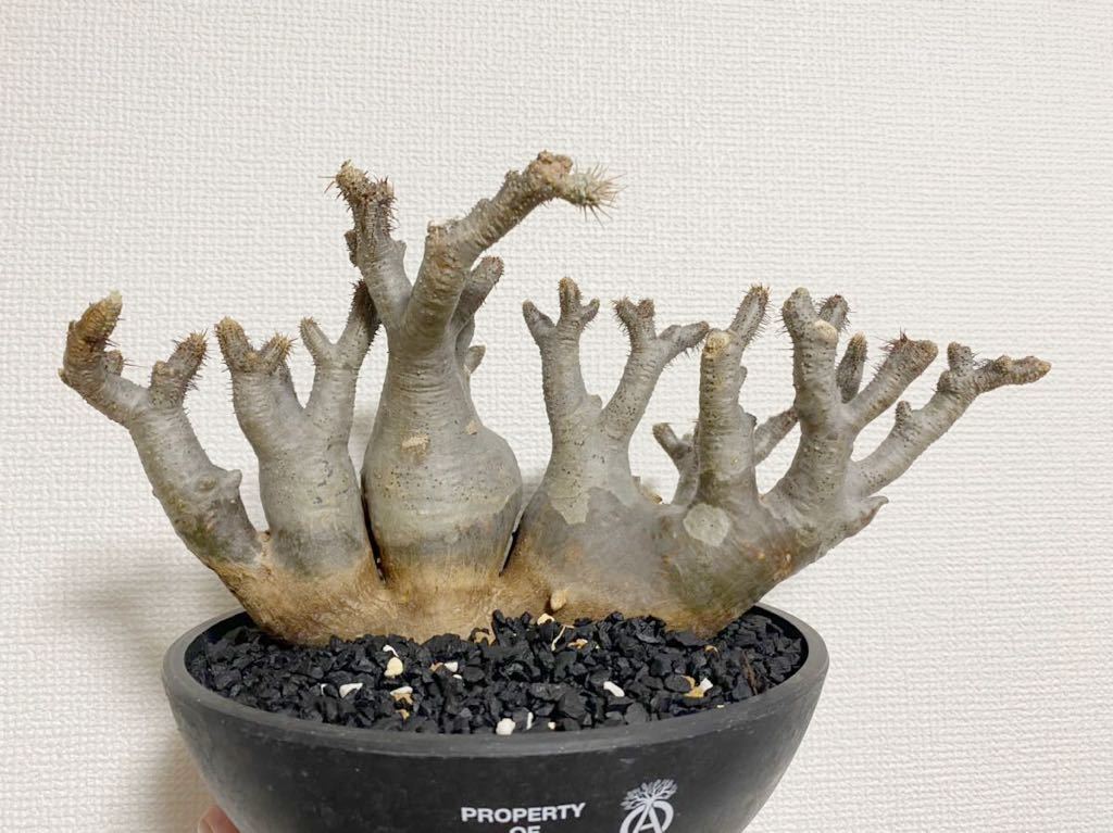 大型多頭パキポディウム グラキリス 塊根植物 コーデックス　鉢付き 大株 コレクション パキポディウム グラキリス 多頭 塊根植物