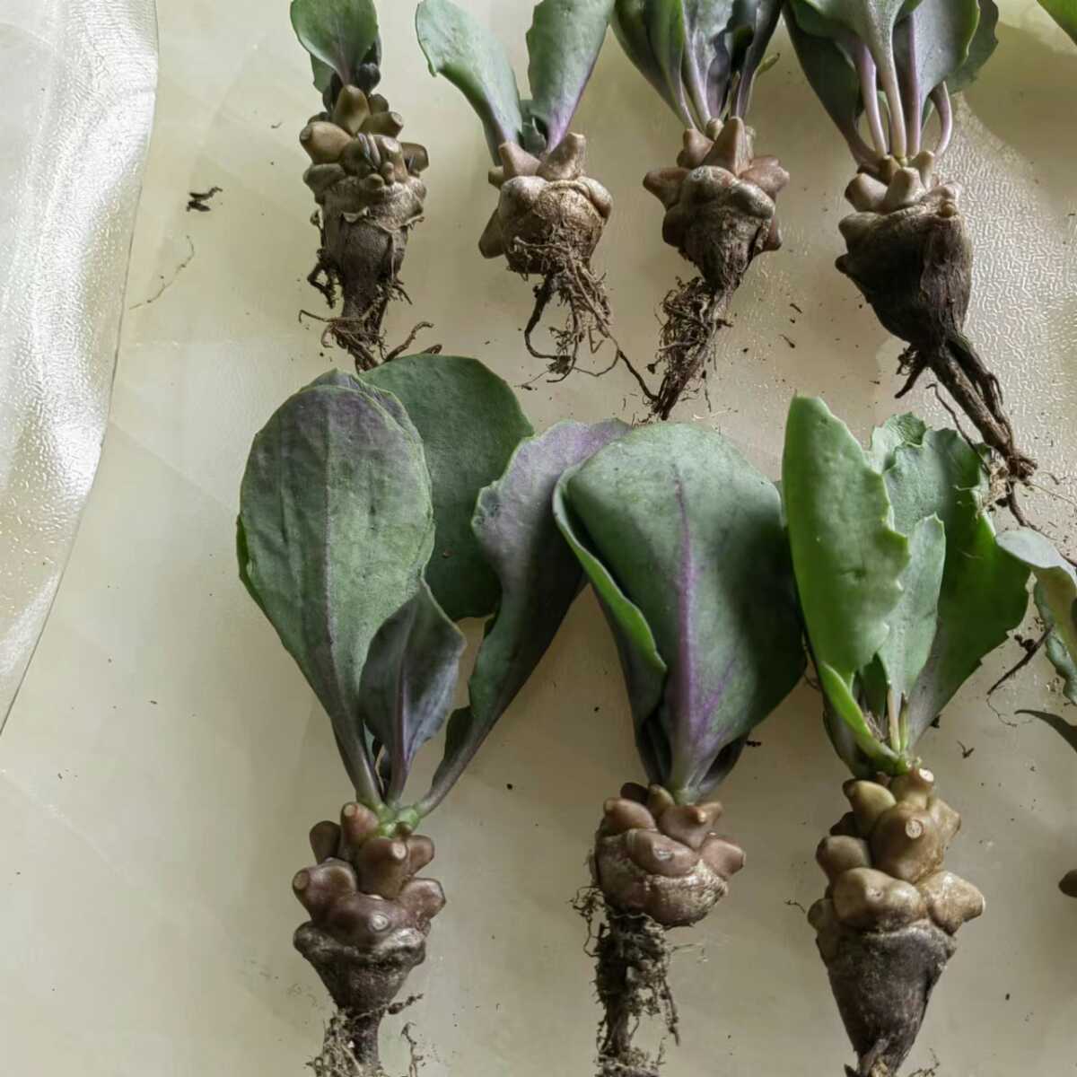 塊根植物 冬小型希少種 オトンナ ヘレー へレイ蛮鬼塔Othonna herrei 10小苗 オトンナ ヘレー 塊根植物 &amp;amp; BBY流の育て方 No.22