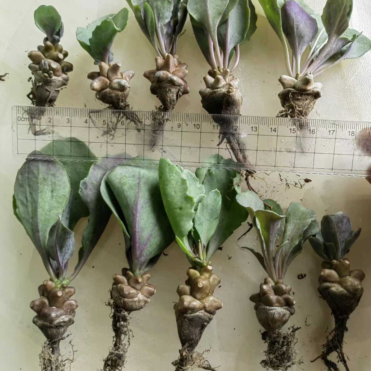 塊根植物 冬小型希少種 オトンナ ヘレー へレイ蛮鬼塔Othonna herrei 10小苗 オトンナ ヘレー 塊根植物 &amp;amp; BBY流の育て方 No.22