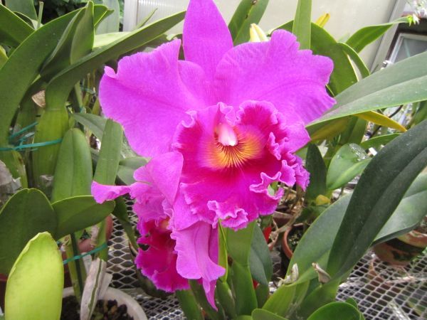 山野草 高山植物 色丹島 カタオカソウ 2ポット 【公式通販】