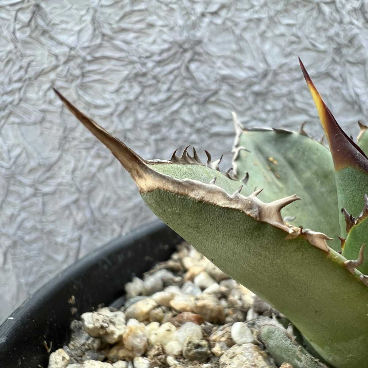 1805.アガベ チタノタ 白い眉 新品種初発売 極上強棘 狂棘 精選子株