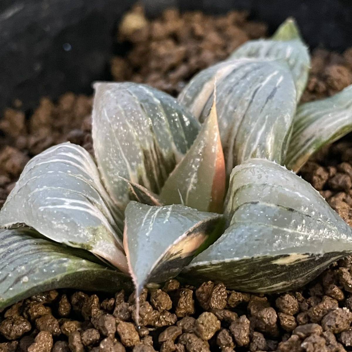 ≧∇≦）多肉植物 ハオルチア バディア ピンキー錦 極上斑 在庫一株 