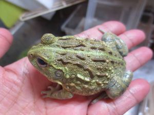 ナンベイウシガエル 7 9センチくらい １匹での価格です Sman3kupang Sch Id