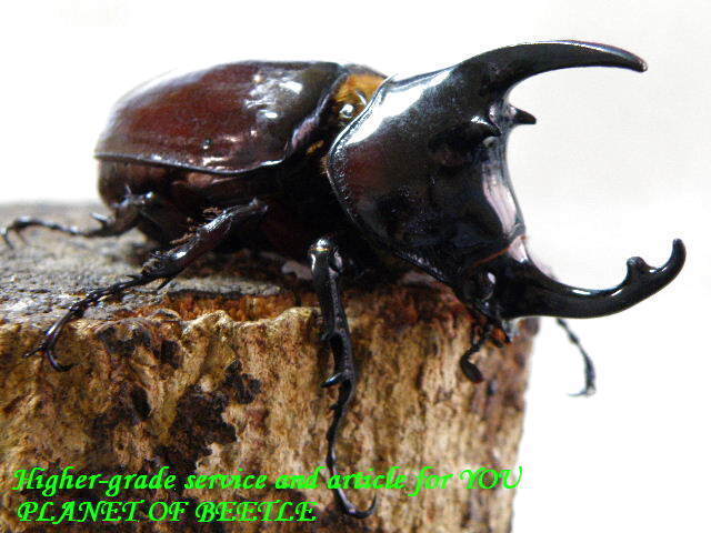 2026年最新ヘラクレスオオカブト(Hercules Beetle)の商品一覧