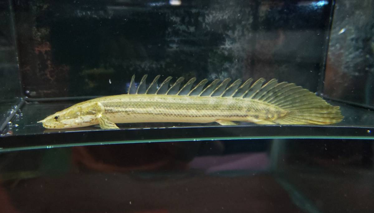 ポリプテルス ビキールビキール 最終値下げ 2匹 約15cm ー追加 即決 