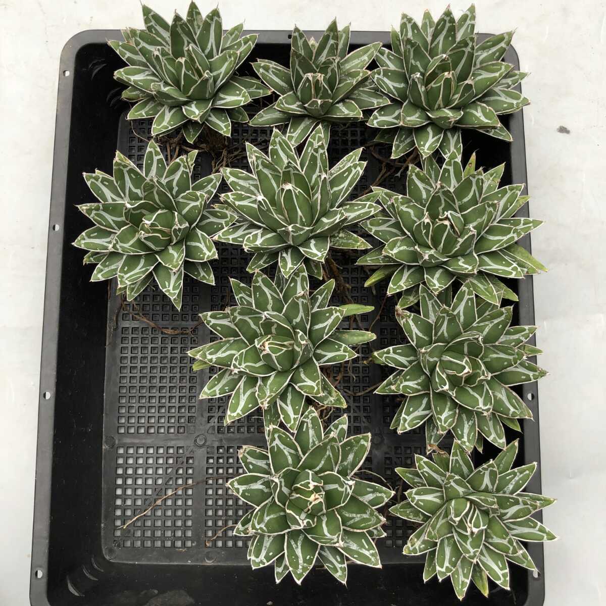 多肉植物 アガベ 笹の雪 短葉 10株