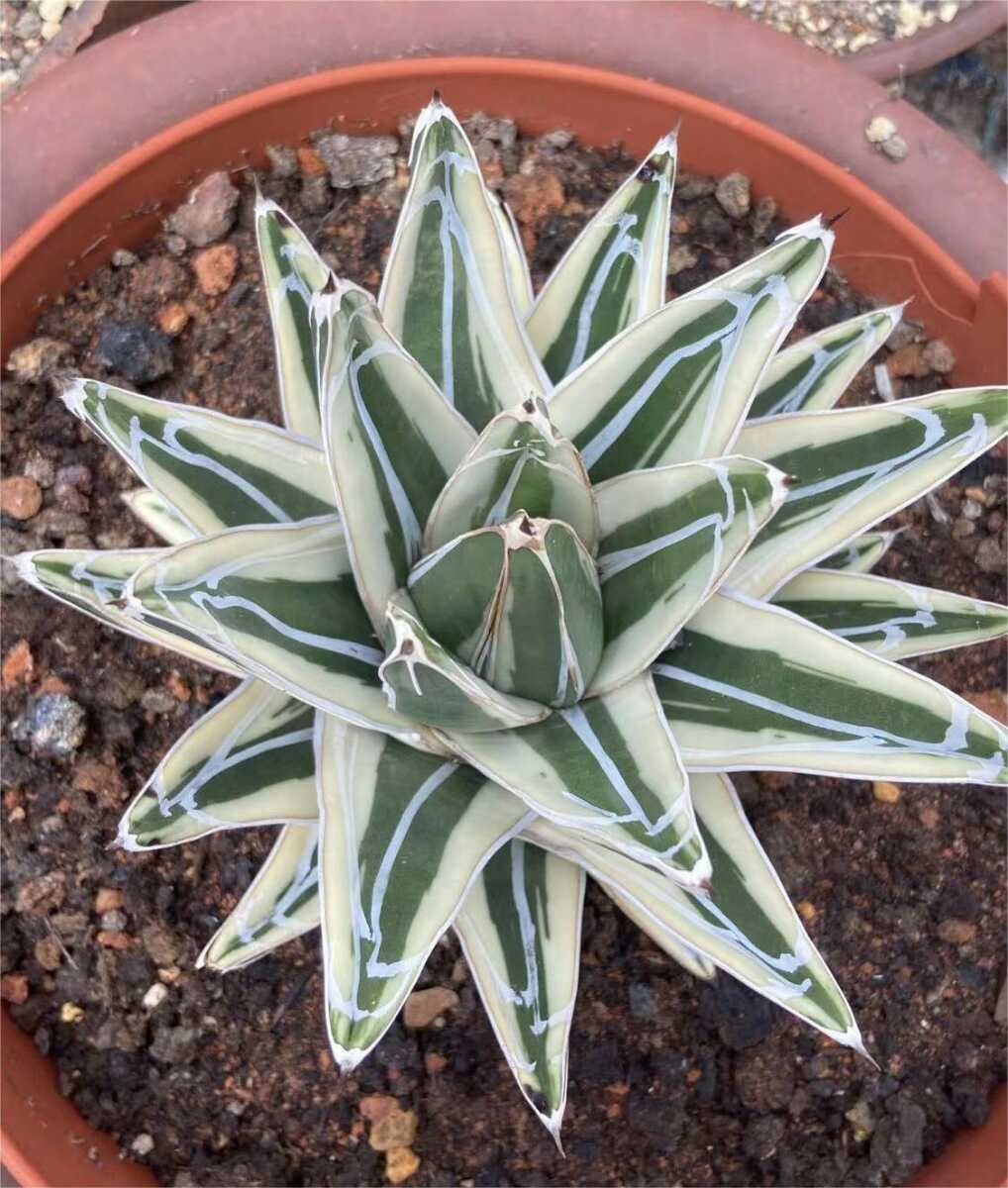 アガベ 多肉植物 氷山 MCGRADY-PLANTSJ818 -アガベ F70561976 【厳選